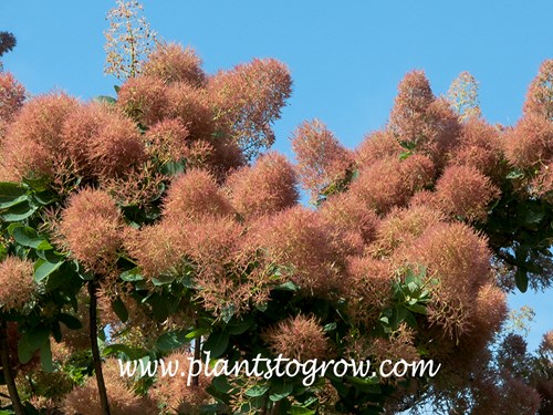 Daydream Smoke Bush (Cotinus coggygria) 
The puffy flowers are created by the the pedicels and peduncle of the flower. (June 2)